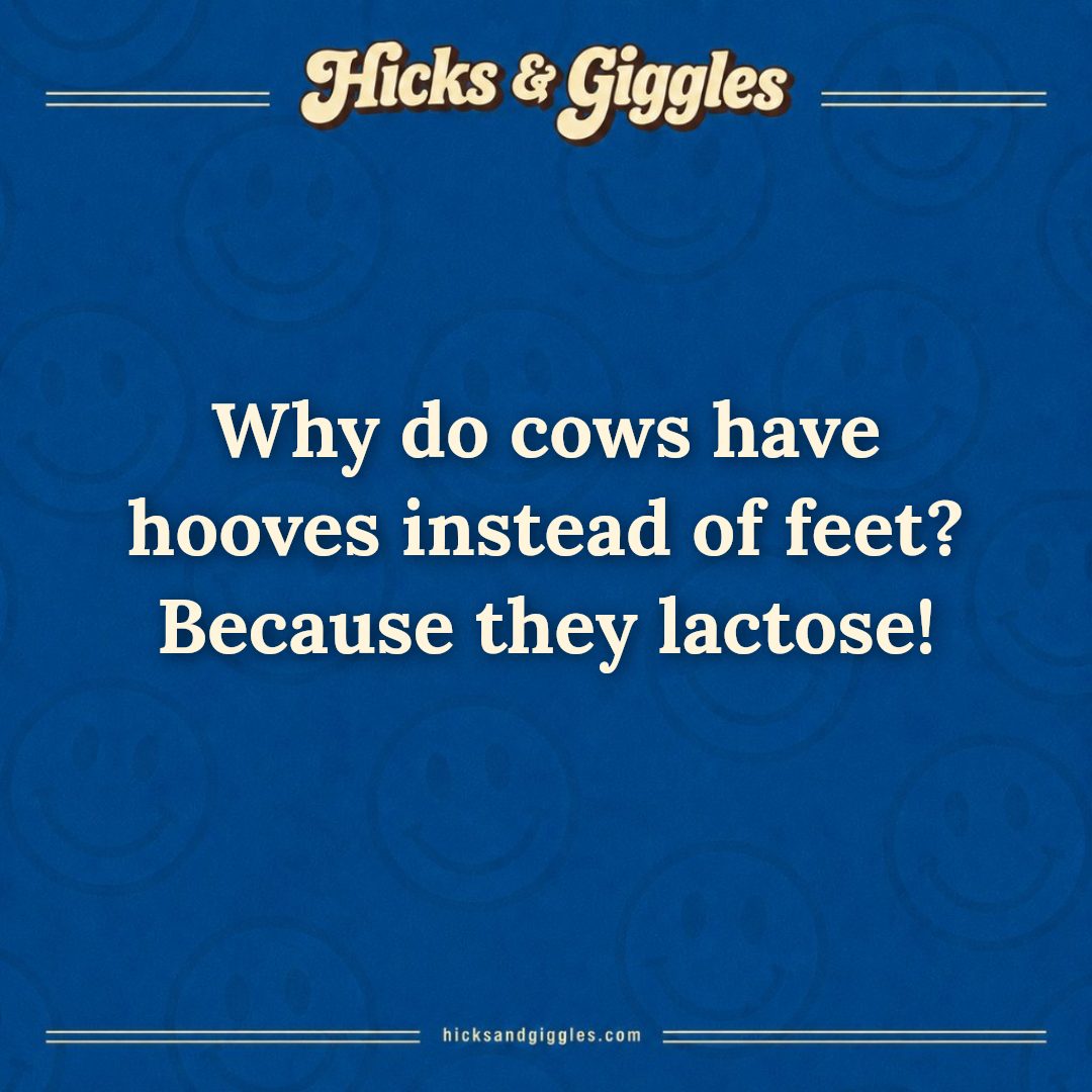 Hicks and Giggles Joke of the Day card: Why do cows have hooves instead of feet? Because they lactose!